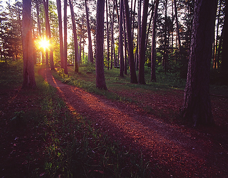 Sunrise through Red Pines in Preacher's Grove, Itasca State Park, MN